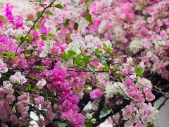 -深圳国际园林花卉博览园