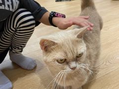-1013 PET SHOP精品宠物商店(丁香店)