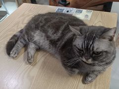 -豆逗聊愈猫阁Easy Life