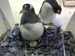 -芜湖新华联大白鲸海洋公园