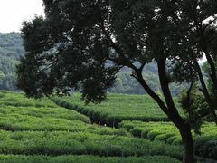 -茅家埠