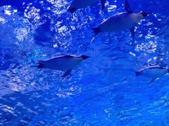 -上海海昌海洋公园