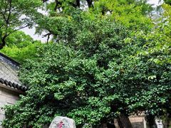 -青岛崂山太清宫