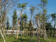 -王借岗森林公园