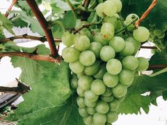 -金谷域澳洲庄园