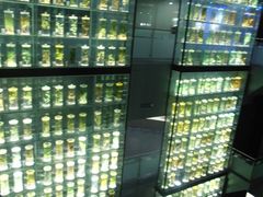 -广东中医药博物馆