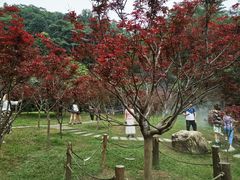 -广州市帽峰山景区