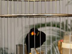 -杭州香格里拉·香宫中餐厅