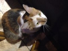 iphone_upload_pic-山色柴火烤披萨·原切牛扒
