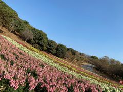 -松山湖梦幻百花洲