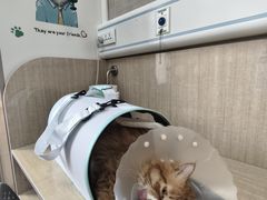 -北京观赏动物医院·24小时大型综合·猫专科·异宠专科
