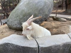 -青岛森林野生动物世界