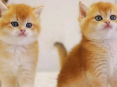 -翊宠yipet猫狗购宠庄园犬舍•猫舍