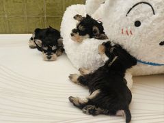 -帕帕拉兹宠物(亚洲旗舰店)