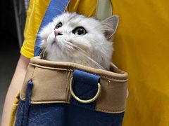 -御宝贝·A梦猫科宠物医院(国际猫友好医院)