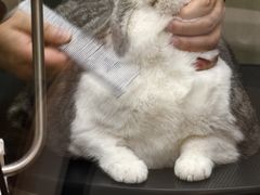 -PETKIT小佩宠物·低压洗护(国顺东路店)