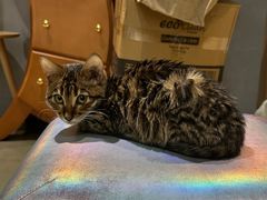 -Cappucimeow猫咪咖啡馆(韦伯时代店)