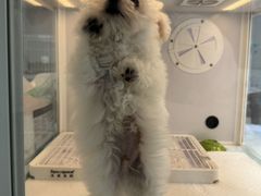 -翊宠yipet猫狗购宠庄园