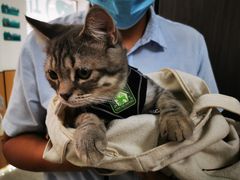 -瑞派长江宠物医院·猫科·外科·24小时夜护(谊城公寓分院)