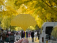 -三里屯东五街银杏大道