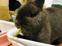 -藦茜花园宠物主题亲子互动体验馆(国顺东路店)