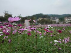 -红山村