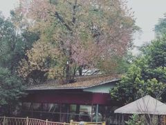 -江边湾柴火鸭