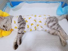 -灵美宠物诊所