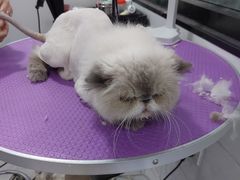 -中农国际动物医院24小时·猫科·骨科·急重症中心