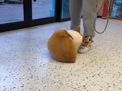 -瑞派康怡24h宠物医院·犬猫医疗中心·微创绝育(瑞景分院)