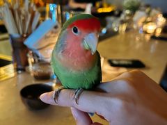 -Bar Infusion(重庆·九街店)