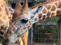 -清迈夜间动物园