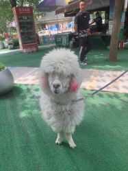 -萌宠亲子动物乐园(槐房万达店)