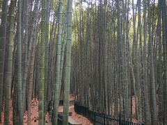 -杭州植物园
