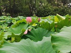 -陈家山荷花公园