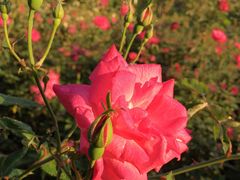 -人民公园(罗湖区)