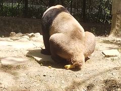 -都江堰中华大熊猫苑