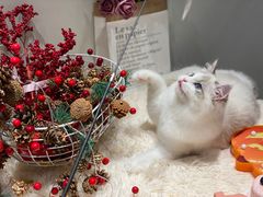 -momokira米努特·德文卷毛猫·棉花面纱犬
