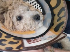 -关爱动物医院·心脏·中兽医·异宠(金牛路分院)