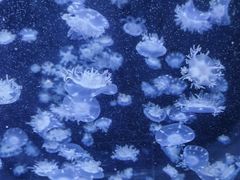 -成都浩海立方海洋公园