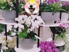 -荷兰花海
