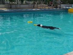 -爪吧宠物乐园 (温榆河示范区店)