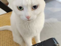 -琪喵猫屋·撸猫猫咖·猫舍