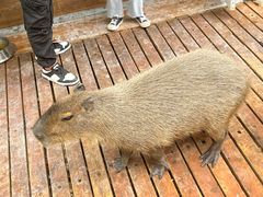 -昆明动物园