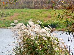 -合肥滨湖国家森林公园
