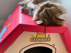 -momokira米努特·德文卷毛猫·棉花面纱犬