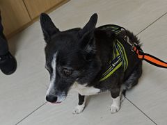 -美联众合动物医院·24h京西诊疗中心