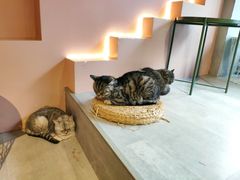 -猫儿山۰猫主题餐厅