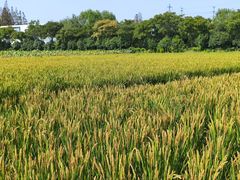 -上海长兴岛郊野公园