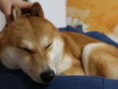 -柴迷FANS CLUB·柴犬狗咖·猫咖